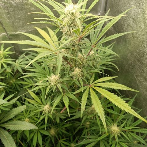 Royal Bluematic  growlog timeline photo