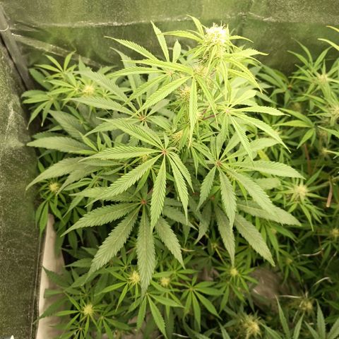 Blue Matic 2 growlog timeline photo