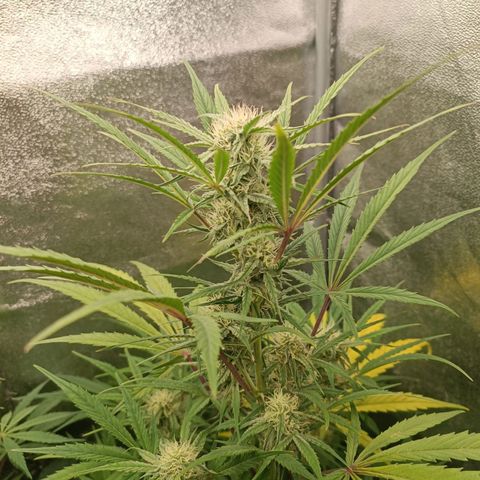 Royal Bluematic  growlog timeline photo