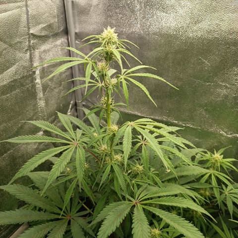 Blue Matic 2 growlog timeline photo