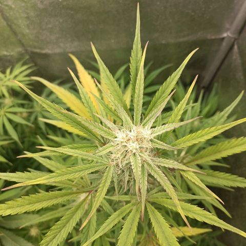 Royal Bluematic  growlog timeline photo