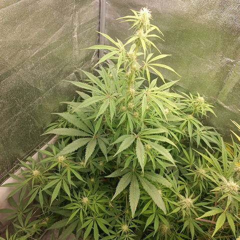 Blue Matic 2 growlog timeline photo