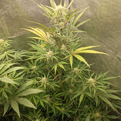 Royal Bluematic  growlog timeline photo