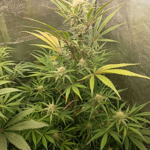 Royal Bluematic  growlog timeline photo
