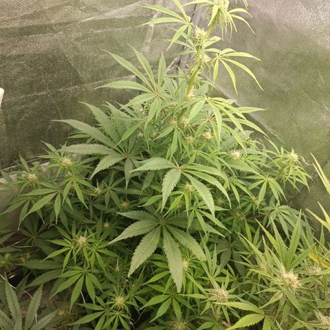 Blue Matic 2 growlog timeline photo