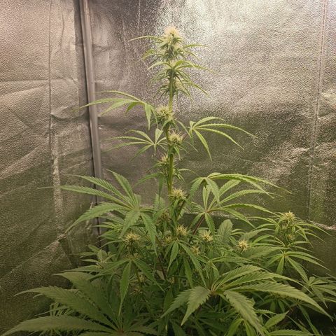 Blue Matic 2 growlog timeline photo