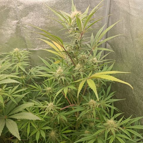Royal Bluematic  growlog timeline photo