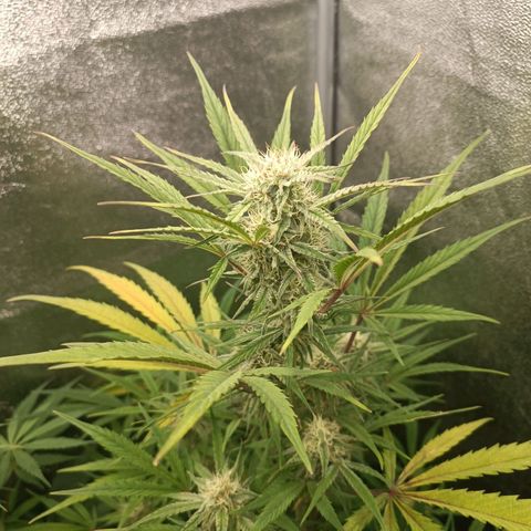 Royal Bluematic  growlog timeline photo