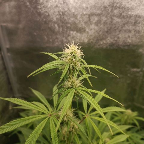 Blue Matic 2 growlog timeline photo