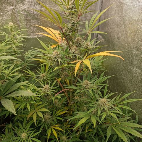 Royal Bluematic  growlog timeline photo