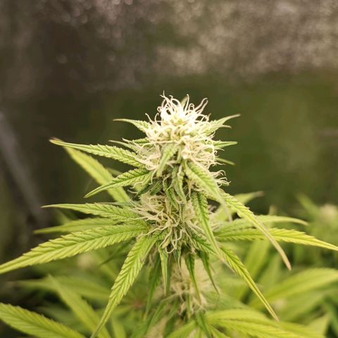 Blue Matic 2 growlog timeline photo