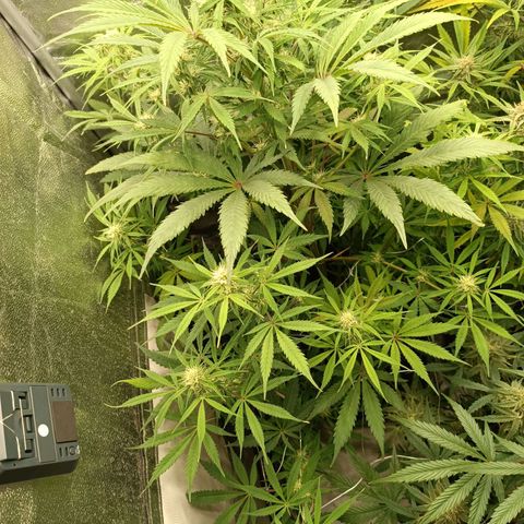 Blue Matic 2 growlog timeline photo