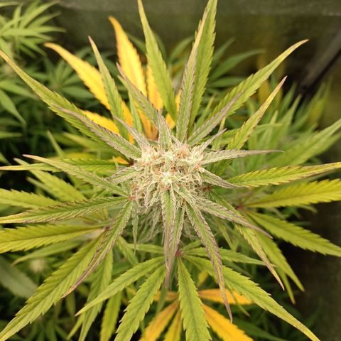 Royal Bluematic  growlog timeline photo
