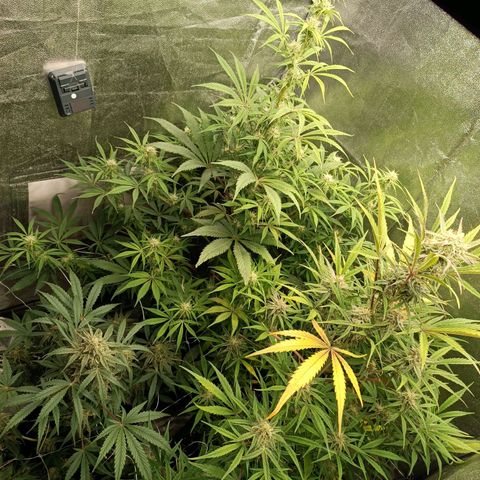 Royal Bluematic  growlog timeline photo