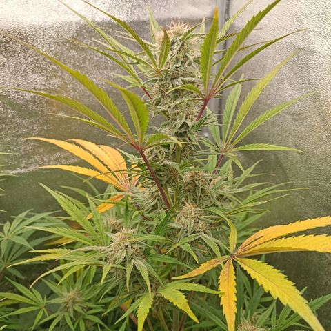 Royal Bluematic  growlog timeline photo