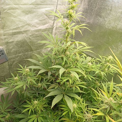 Blue Matic 2 growlog timeline photo