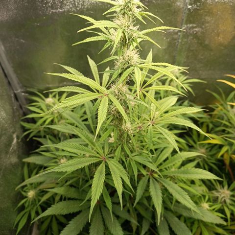 Blue Matic 2 growlog timeline photo
