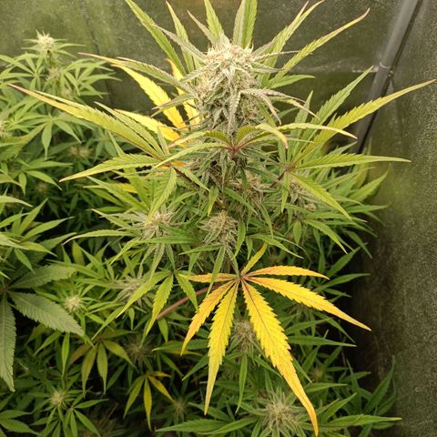 Royal Bluematic  growlog timeline photo