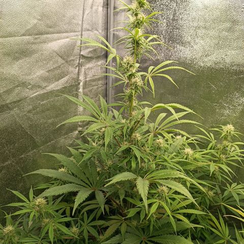 Blue Matic 2 growlog timeline photo