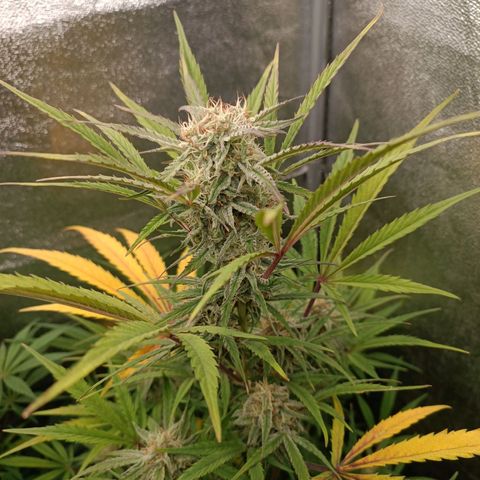 Royal Bluematic  growlog timeline photo