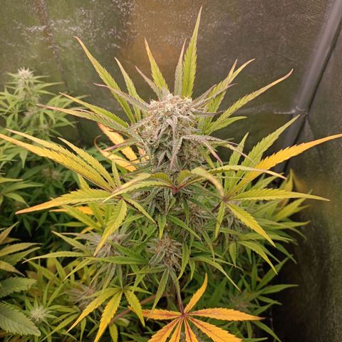 Royal Bluematic  growlog timeline photo