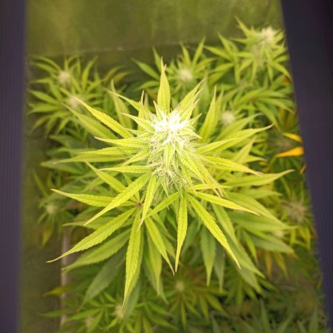 Blue Matic 2 growlog timeline photo