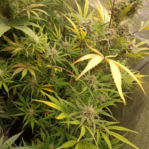 Royal Bluematic  growlog timeline photo