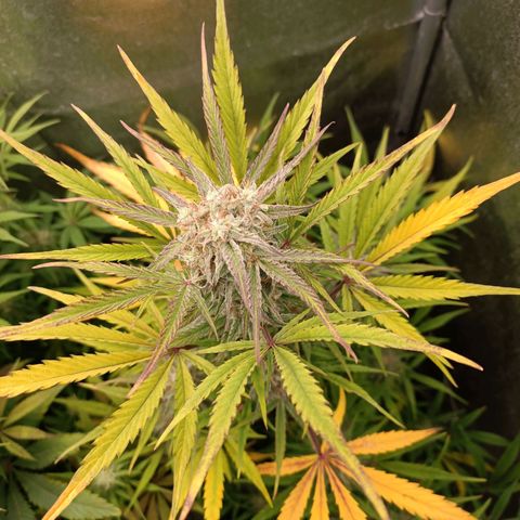 Royal Bluematic  growlog timeline photo
