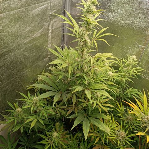 Blue Matic 2 growlog timeline photo