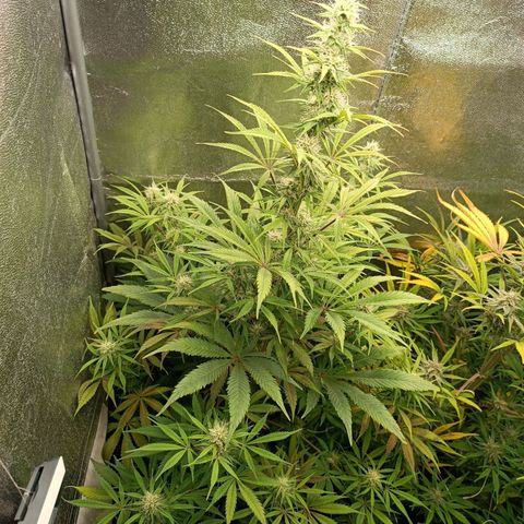 Blue Matic 2 growlog timeline photo