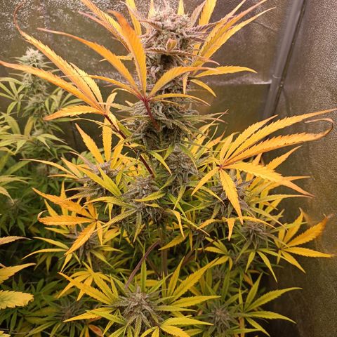 Royal Bluematic  growlog timeline photo