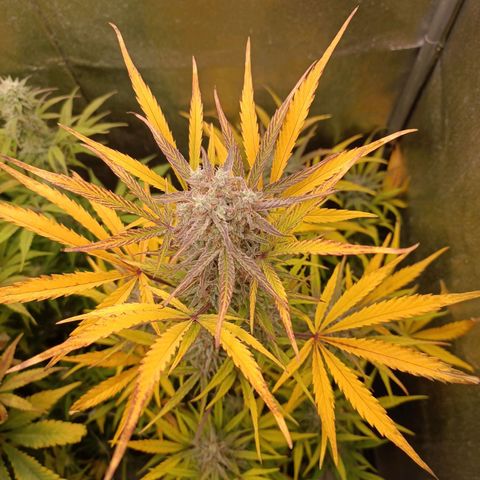 Royal Bluematic  growlog timeline photo