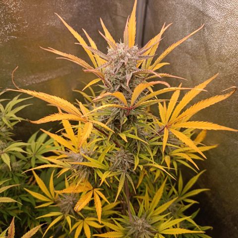 Royal Bluematic  growlog timeline photo