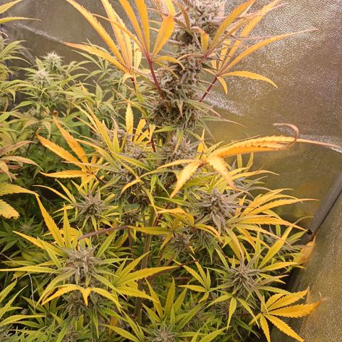 Royal Bluematic  growlog timeline photo