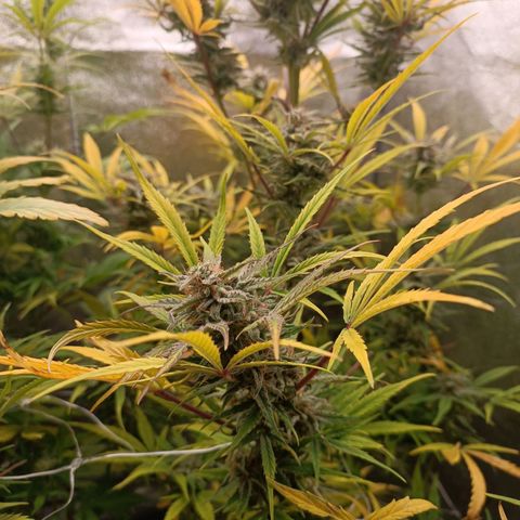 Royal Bluematic  growlog timeline photo