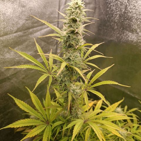 Blue Matic 2 growlog timeline photo