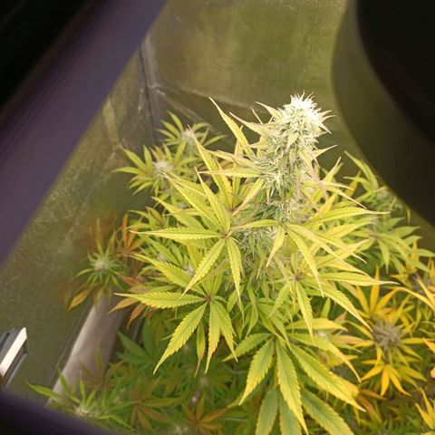 Blue Matic 2 growlog timeline photo
