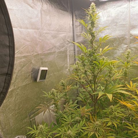 Blue Matic 2 growlog timeline photo