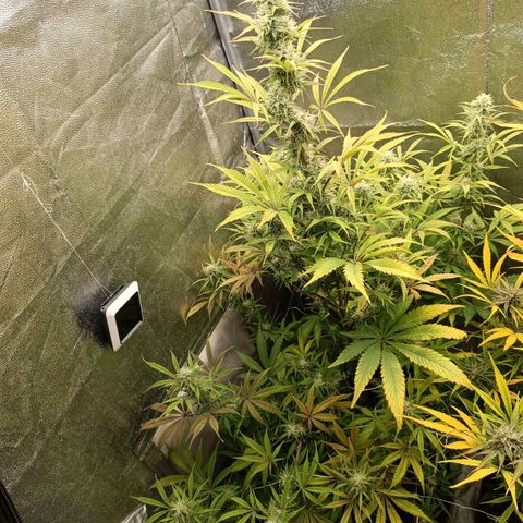 Blue Matic 2 growlog timeline photo