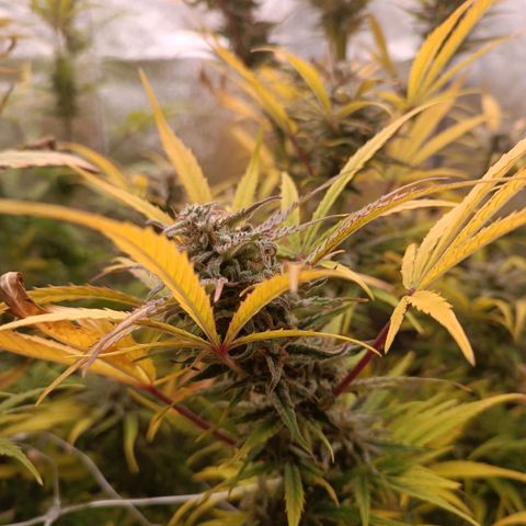 Royal Bluematic  growlog timeline photo