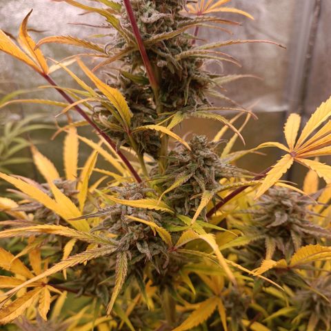 Royal Bluematic  growlog timeline photo