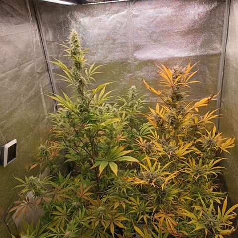Blue Matic 2 growlog timeline photo