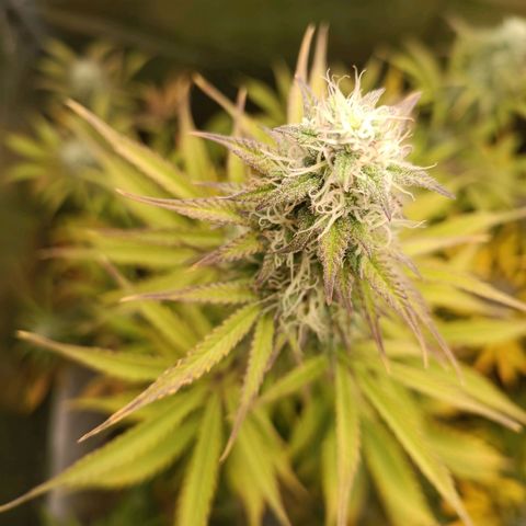Blue Matic 2 growlog timeline photo