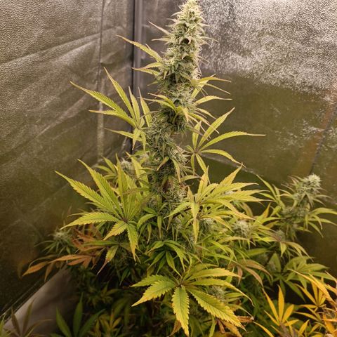 Blue Matic 2 growlog timeline photo