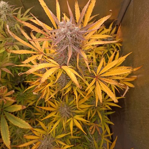 Royal Bluematic  growlog timeline photo