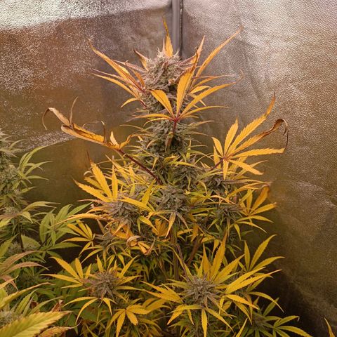 Royal Bluematic  growlog timeline photo
