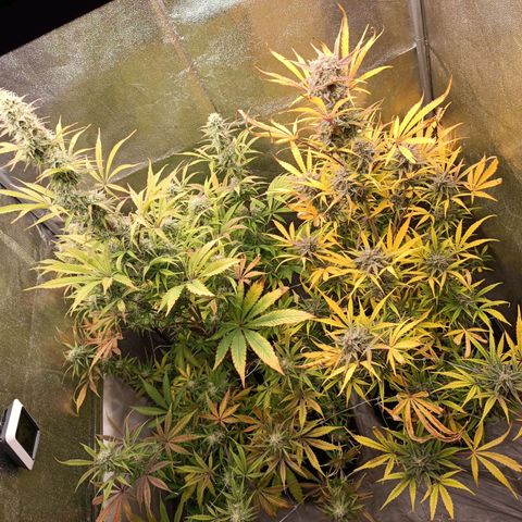 Blue Matic 2 growlog timeline photo