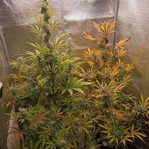 Blue Matic 2 growlog timeline photo