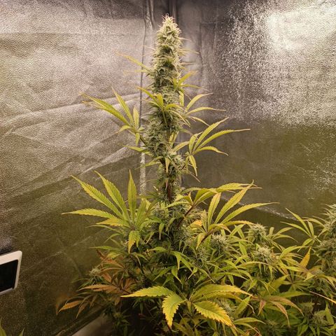 Blue Matic 2 growlog timeline photo