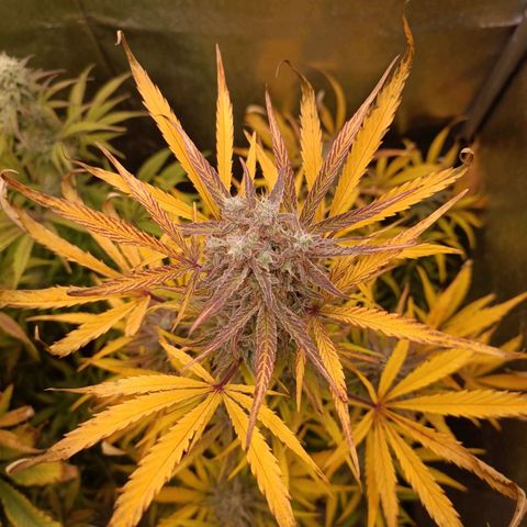 Royal Bluematic  growlog timeline photo